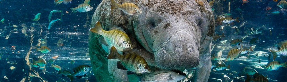 Manatee with fish
