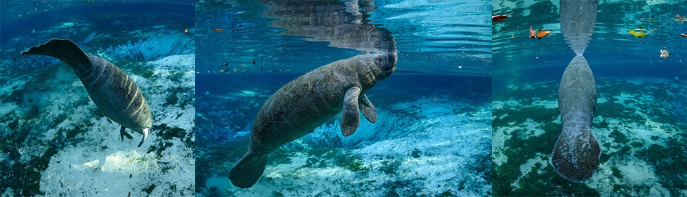 manatee calf,Three Sisters Springs,©CGrant-oceangrant.com