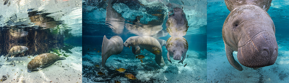 manatees, 2015, ©CGrant