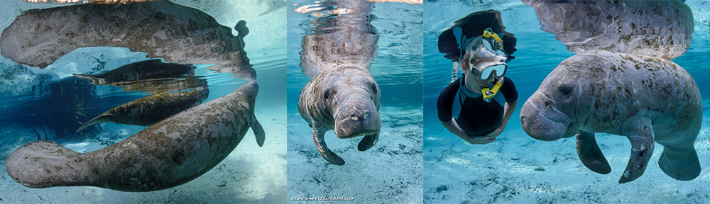 Manatees,Leap Day,Crystal River,©Grant
