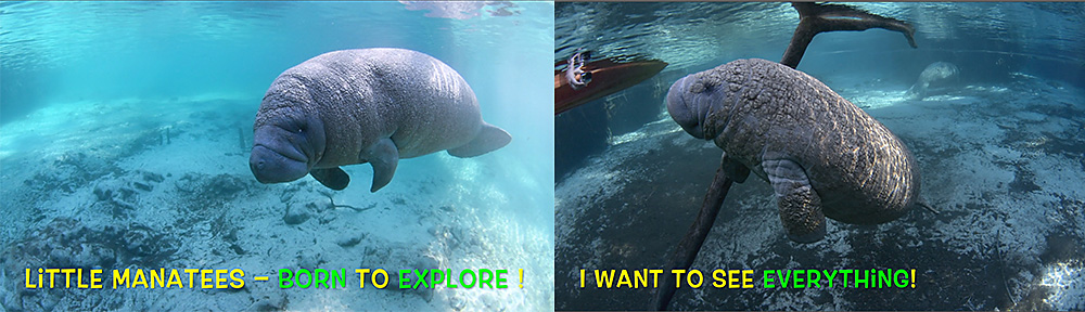 banner image,©CarolGrant,manatees,calves,springs,Florida,